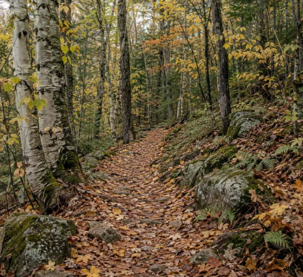 Leaf covered path through birch woods
